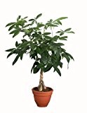 Glückskastanie  (Pachira) 60-80cm hoch, 1 Pflanze