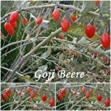 Goji Beere (Chinesische Wolfsbeer) -Samen -Lycium barbarum (Bocksdorn) ! (50)