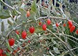 Goji-Beere Goji Lycium barbarum Pflanze 20cm leckere essbare Früchte Beeren