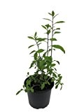 Goji Beere (Lycium barbarum), frische Kräuter Pflanze