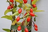 Goji - Beere Sweet Lifeberry, rot, Gojibeerenstrauch, Lycium barbarum, Beerenobst winterhart, Goji - Beere im Topf, 60 - 80 cm