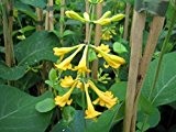 Gold-Geißblatt - Lonicera x brownii - Golden Trumpet - Trompeten-Geißblatt - Kletter-/Schlingpflanze, leuchtend gelbe Blüten, 40-60 cm