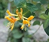 Gold Geißschlinge - Lonicera tellmanniana - gelbblühende Kletterpflanze
