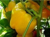 Golden Californian Wonder - süßer Paprika - 30 Samen