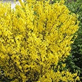 Goldglöckchen (Forsythia) Strauch gelb blühend, 1 Pflanze