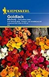 Goldlack: Goldlack, Mischung, Cheiranthus cheiri - 1 Portion