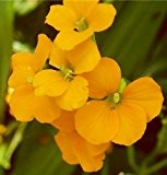 Goldlack Siberian Wallflower - Cheiranthus allionii - Blume - 500 Samen
