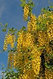 Goldregen Laburnum anagyroides 80 Samen