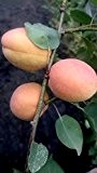 Goldrich Aprikose, Halbstamm für den Garten, Prunus armeniaca, Aprikosenbaum winterhart, Aprikose gelb - orange , im Kübel, 40 - 60 ...