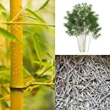 Goldrohrbambus (Bambus Samen) - Phyllostachys aurea - winterhart bis -18 C° (100)
