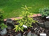Goldspitzenfichte - Picea orientalis Aureospicata - 45-55cm im 3Ltr. Topf