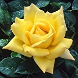 Gorgeous Yellow 'Grandpa Dickson' Hybrid Tea Rose (Bare Root)
