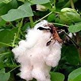 Gossypium herbaceum (cotton) seeds