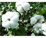 Gossypium herbaceum, echte Baumwolle, schnellwüchsig und leicht anzuziehen, 10 Samen