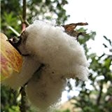 Gossypium herbaceum - Echte Baumwolle - Sg - Samen