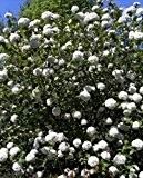 Großblumiger Duft-Schneeball - Viburnum x carlcephalum - zuverlässiger Blüher, anspruchslos - 40-60 cm