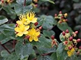 Großblumiges Johanniskraut - Hypericum 'Hidcote' - Pflanze für den Garten
