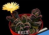 Große Förderung! 10Pieces / Packung Schöne Seltene Blumensamen Kaktus Sukkulenten Samen kaktus lithops Hybrid Bonsai Pflanzen, # DIUMVZ
