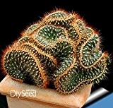 Große Förderung! 10Seed / Lot schöne seltene Blumensamen Kaktus Sukkulenten Samen kaktus lithops Hybrid Bonsai Pflanzen, # R5WUMJ