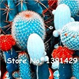 Große Förderung! 50pcs / Packung Schöne Seltene Blumensamen * Kaktus Sukkulenten Samen kaktus lithops Hybrid Bonsai