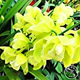 ! Große Förderung Einzigartige Pure Green Cymbidium-Orchidee Samen Elegante Blume Pflanze Cymbidium faberi Seeds - 100 Stück / Pack, # ...