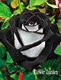 Große Förderung! Seltene weiße schwarze Rand-Rosen-Samen Pflanzen Topf Rose Blumensamen Balkon für Hausgarten-100 PC / Beutel, # M9WDWC