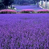 Große Verkäufe !!! 200 PCS / bag französisch Provence Lavendel Samen sehr aromatisch organischen Lavendel Samen Pflanze Blume Blumensamen Ga
