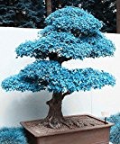 Große Verkäufe !!! 20pcs blau Ahornsamen chinesische seltene blaue Bonsai Ahornbaum Samen Bonsai Pflanzen Bäume für Blumentopf Pflanzer