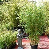 Großer Fargesia murielae Dino ca.125cm der Bambus für echte Bambusliebhaber Weiß Grüner Bambus