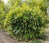 Großer Indocalamus latifolius ca.100cm der Bambus für echte Bambusliebhaber Bambusbusch
