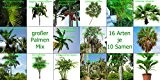 großer Palmen Mix - 16 Arten - je 10 Samen -sortenrein