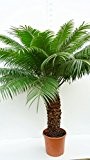 Großer Palmfarn - Cycas rumphii - 150-160cm - Stamm 50-60cm Topf Ø 40cm