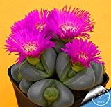 Großer Verkauf! 10pcs / Lot Kaktus Rebutia Vielzahl Blütenfarbe Kakteen selten Kaktus Samen Büro-Minianlage saftig, # XNOLTT