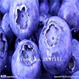 Großer Verkauf Garten 100 Samen Blue Berry Vaccinium Myrtillus nördlichen Amerikanische Heidelbeere Samen Bush Vaccinium Corymbosum Fruchtsamen