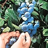 Großer Verkauf Garten 100 Samen Blue Berry Vaccinium Myrtillus nördlichen Amerikanische Heidelbeere Samen Bush Vaccinium Corymbosum Fruchtsamen