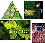 Großer Verkauf Heiße verkaufen100pcs Efeu Samen Parthenocissus Samen grün Bonsai DIY Hausgarten