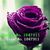 Großer Verkauf New Rare 100 PC-Rosen-Samen Lila Schwarz Weiß Rot Blau Bonsai / reizende Blumen-Rosen-Samen