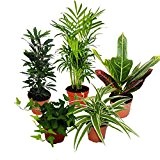 Großes Zimmerpflanzen Set mit 5 Pflanzen - 9cm