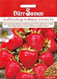 Großfrüchtige Erdbeeren Florian F1