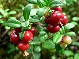 Großfrüchtige Moosbeere Samen (10) - Kulturpreiselberre (Vaccinium macrocarpon) Cranberry