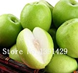 Großhandel! 20pcs Taiwan Jujube Samen. seltene exotische Bio-Fruchtsamen, Familie & Garten Bonsai Obstbäume, datiert Sweet Seeds