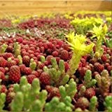 Gründach - Sedum - Sempervivum - Dachbegrünung Samen Mischung - 3-4 m2