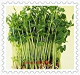 Grüne Bohnen-Samen Sprout Balkon Gemüsesamen Gemüsesamen Sprouts Bohnensprossen-Maschine für Raps 20pcs