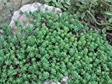 Grüne Tripmadam - Sedum reflexum 50 Samen