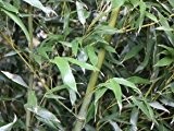 Grüner Bambus - Phyllostachys bissetii