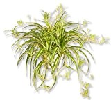 Grünlilie Chlorophytum Mutterpflanze mit Ablegern