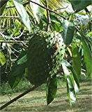 Guanábana -Stachelannone- (Annona muricata) 10 Samen