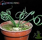 Günstige 50pcs / bag Latifolia Frühling Grassamen Albuca namaquensis Chinese Ornamental Bonsai Pflanzensamen Dekorative DIY Interessante