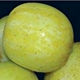Gurke - Zitronengurke - 15 Samen