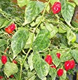 Habanero Caribbean red - schärfstes Chili - 50 Samen